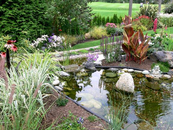 Dave and Diana's backyard pond